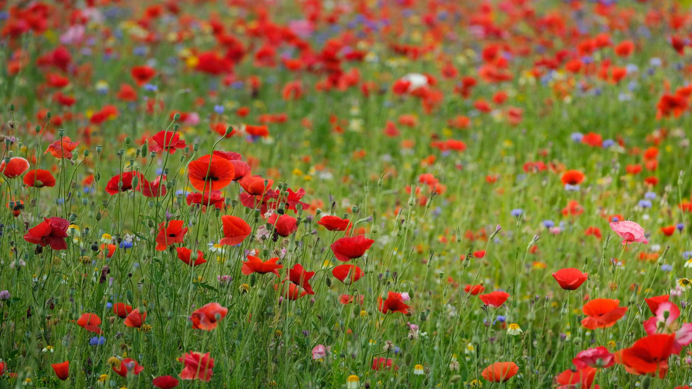 10 Georgetown, TX Events That Celebrate the Heart of the Community